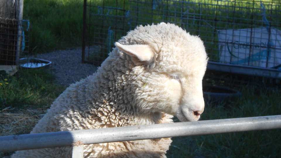 Benny - Tinakori Animal Farm Clunes