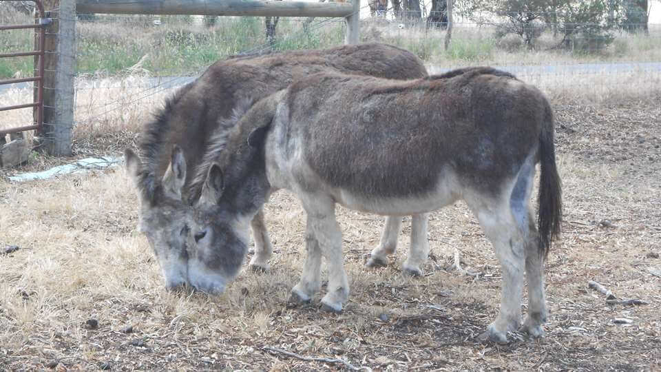 Jaz and Jenny - Tinakori Animal Farm Clunes