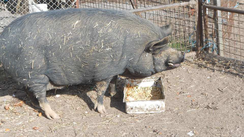 Pablo the Pig - Tinakori Animal Farm Clunes