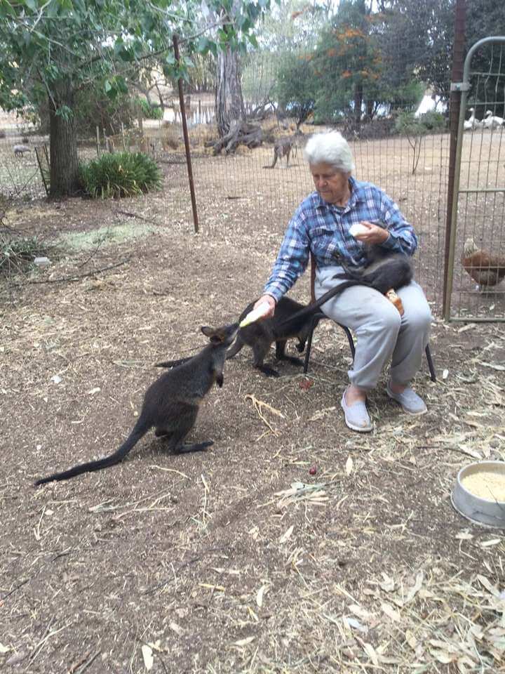 Wallabies Breakfast - Tinakori Animal Farm Clunes