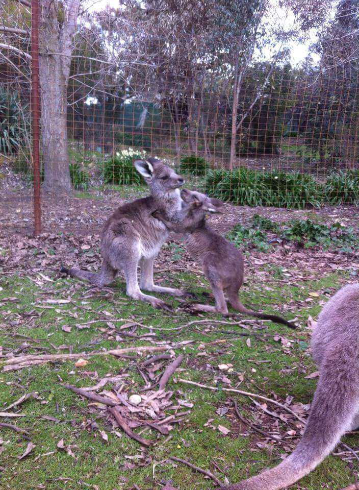 Jack & Jill - Tinakori Animal Farm Clunes