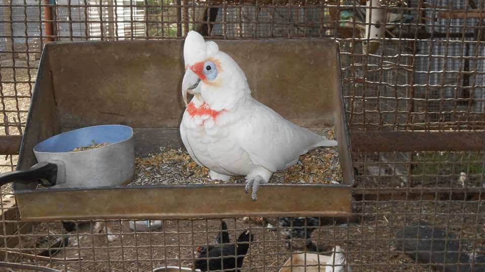 Lucy - Tinakori Animal Farm Clunes