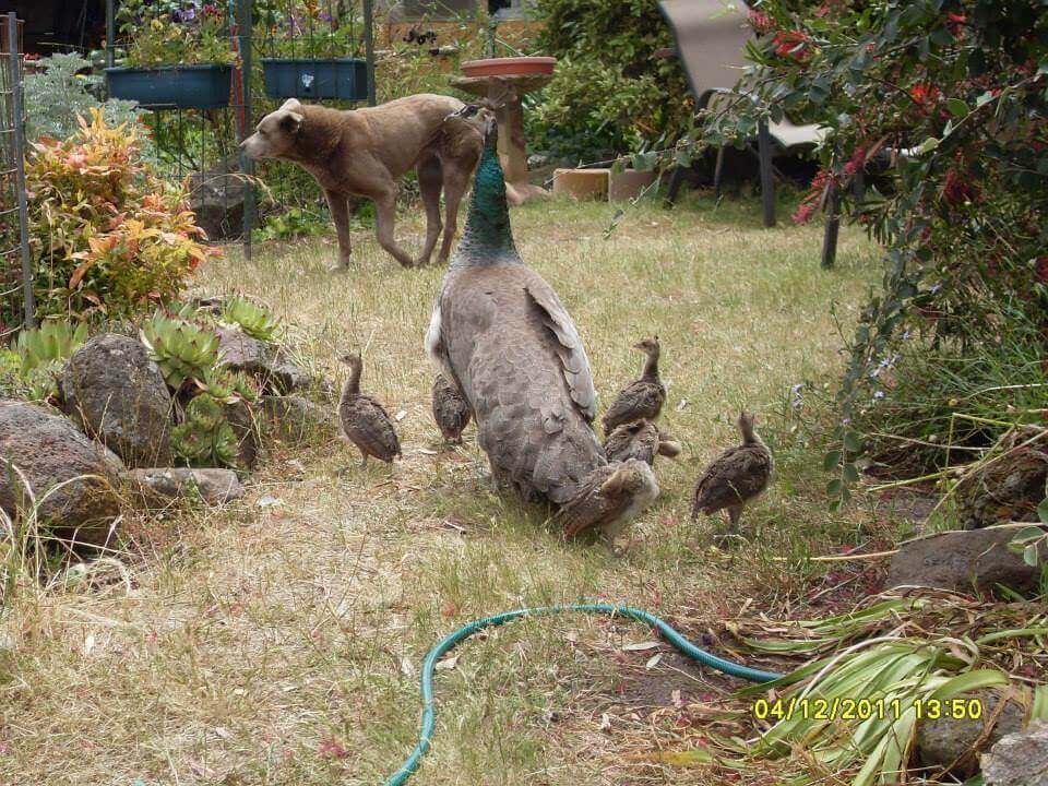 Julie & Chicks - Tinakori Animal Farm Clunes