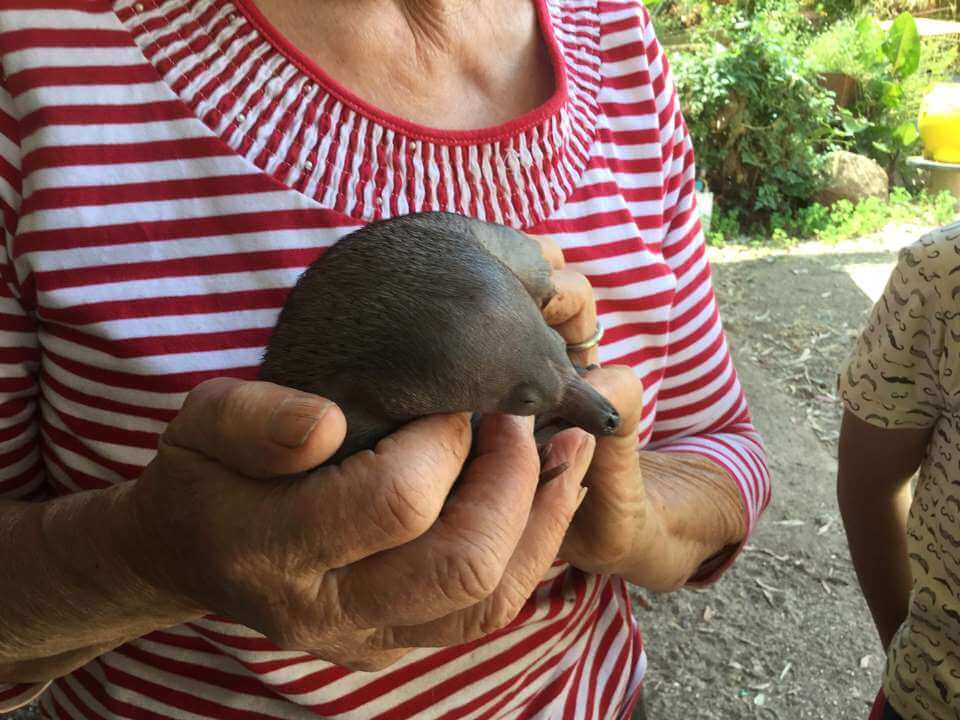 Puggle (Echidna) - Tinakori Animal Farm Clunes