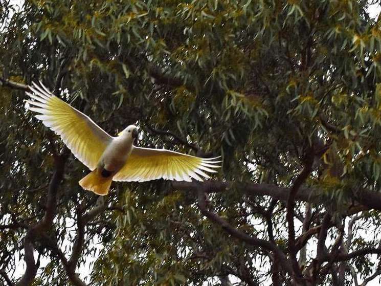 Freedom - Tinakori Animal Farm Clunes