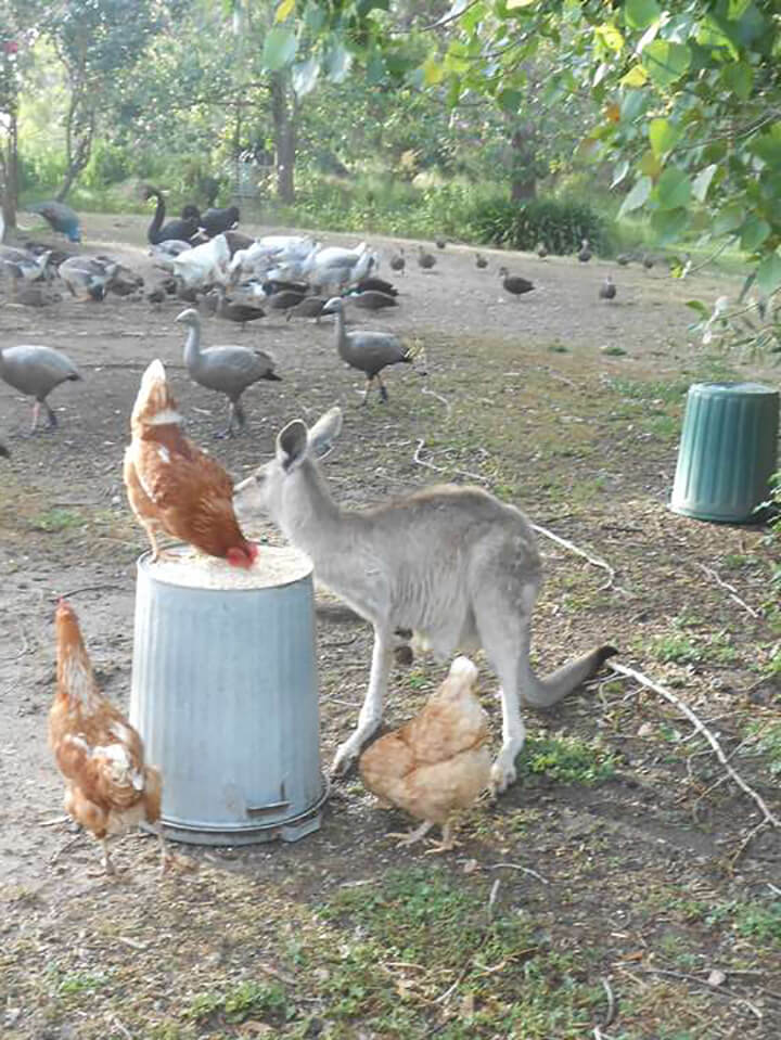 Mate - Tinakori Animal Farm Clunes