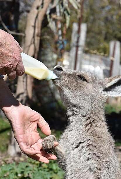 Tinakori Animal Farm - Clunes
