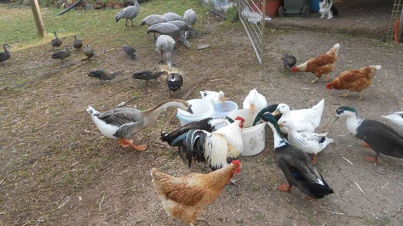 Feeding the Tinakori Animals