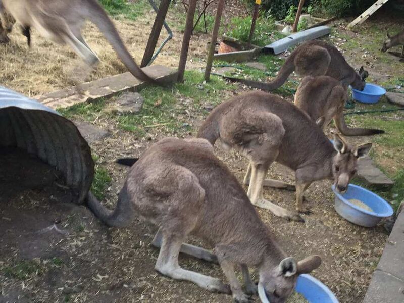 Feeding the Tinakori Animals