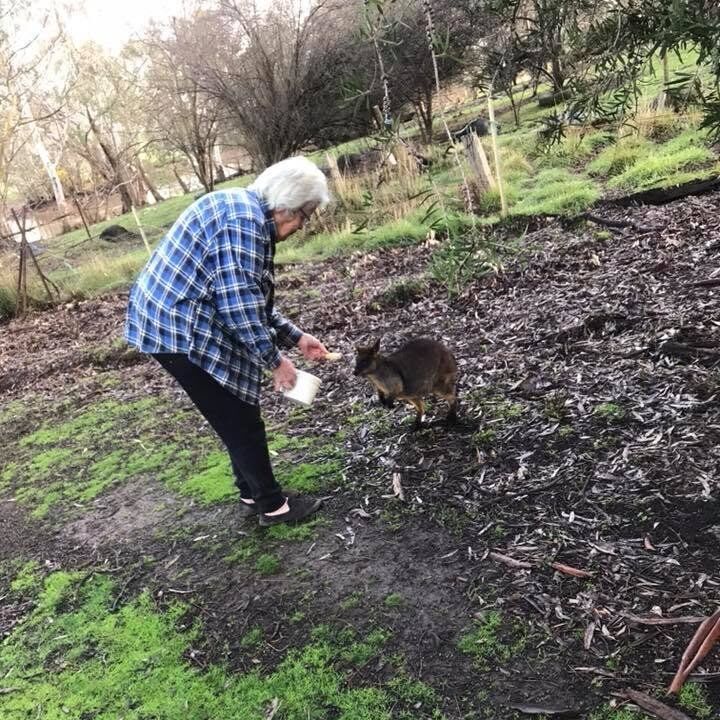 Feeding the Tinakori Animals