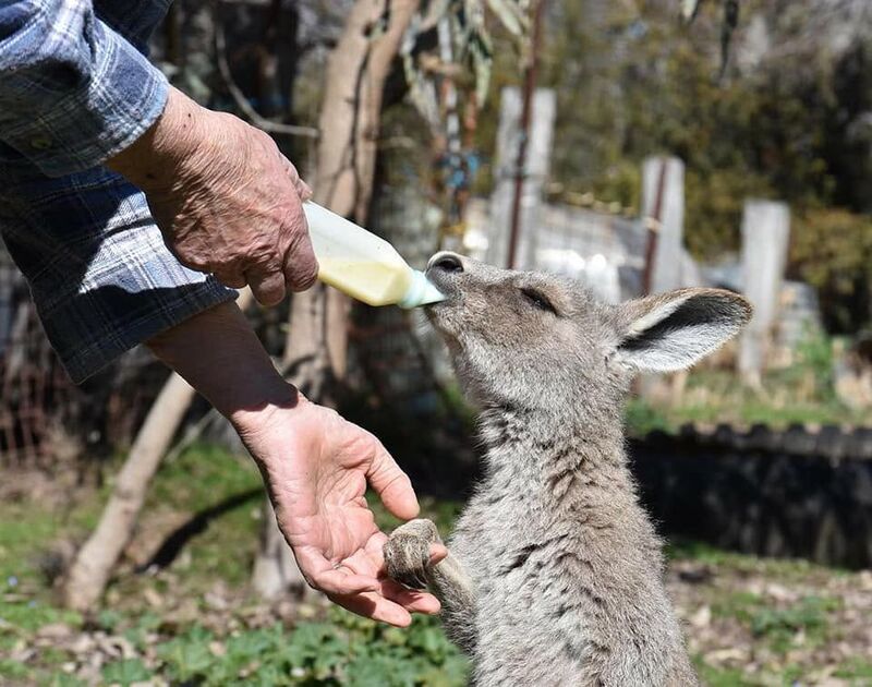 Feeding the Tinakori Animals