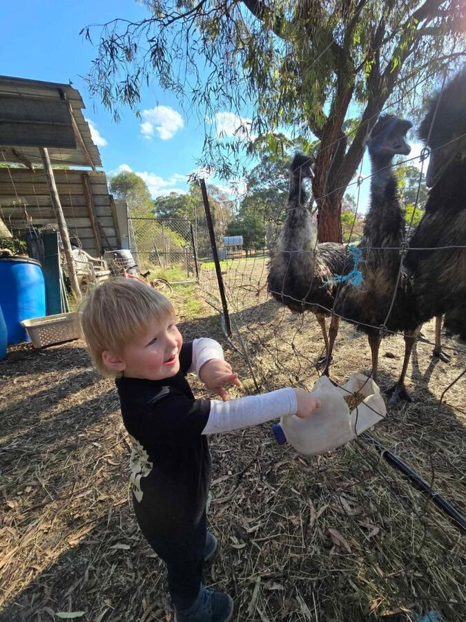 Feeding the Tinakori Animals