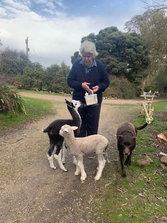 Feeding the Tinakori Animals