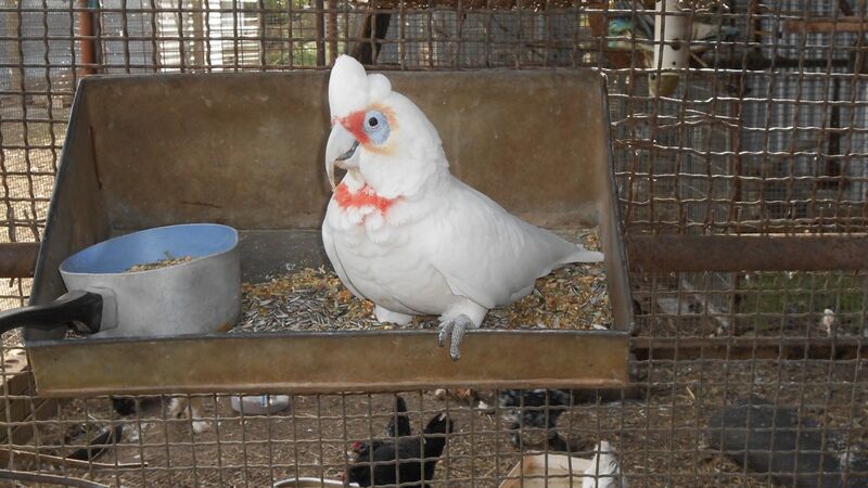 Lucy - Tinakori Animal Farm Birds