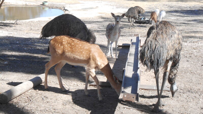Tinakori Animal Farm Animals