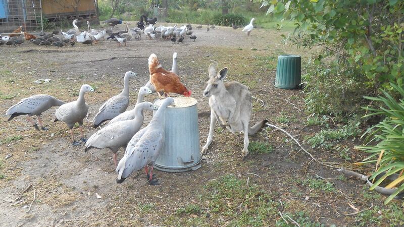 Tinakori Animal Farm Animals