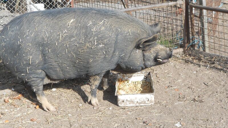 Tinakori Animal Farm Animals