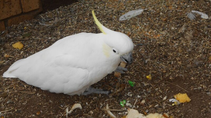 Tinakori Animal Farm Birds