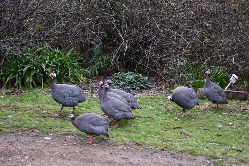 Tinakori Animal Farm Birds