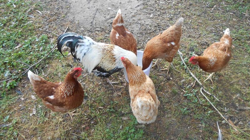 Tinakori Animal Farm Birds