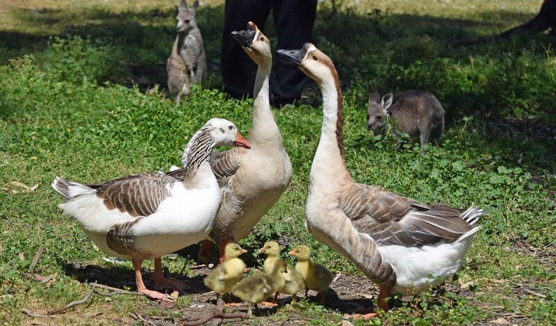 Tinakori Animal Farm Birds