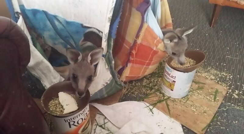 Tinakori Animal Farm Rescues