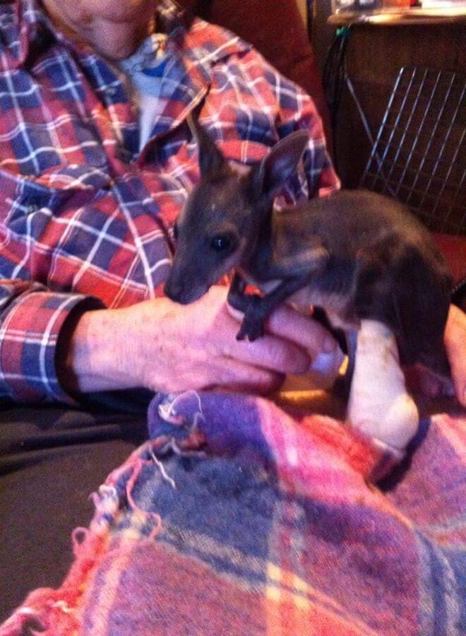 Tinakori Animal Farm Rescues