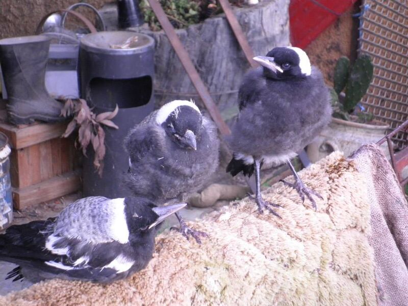 Tinakori Animal Farm Rescues