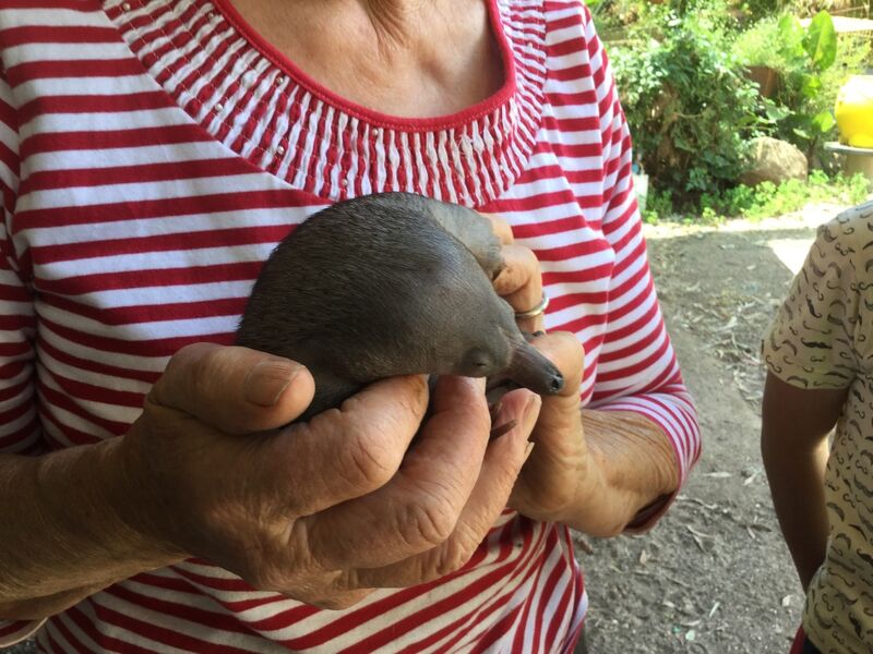 Tinakori Animal Farm Rescues