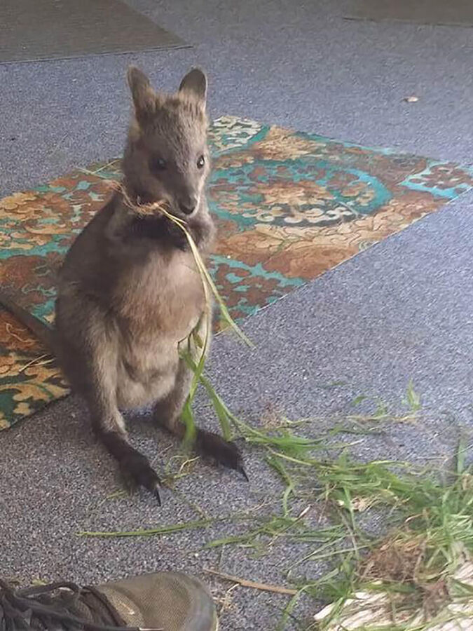 Tinakori Animal Farm Rescues