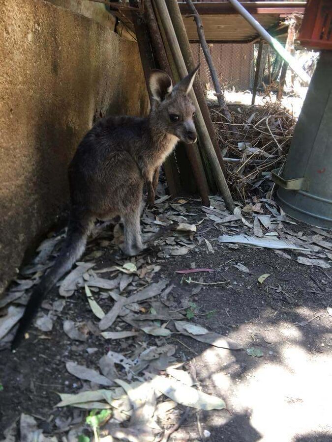 Tinakori Animal Farm Rescues