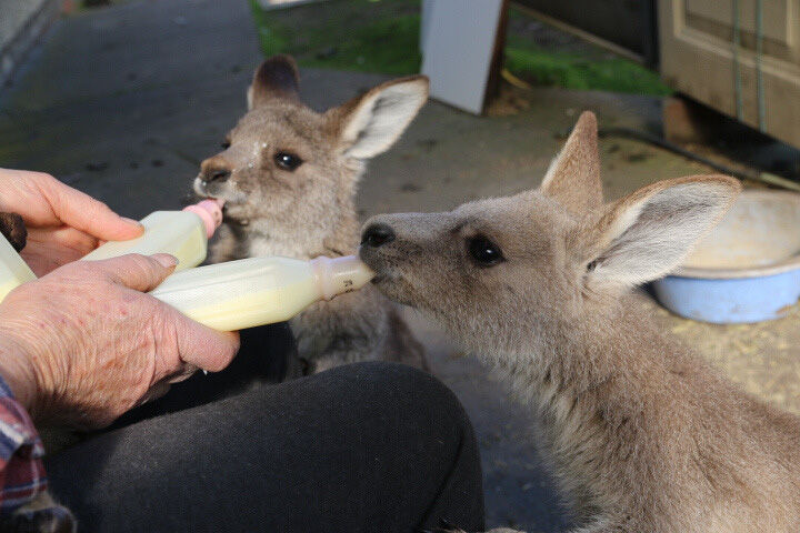 Tinakori Animal Farm Rescues