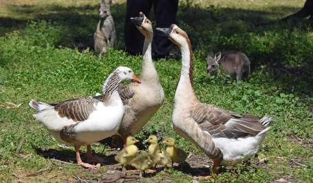 Feed Animals - Tinakori Animal Farm Clunes