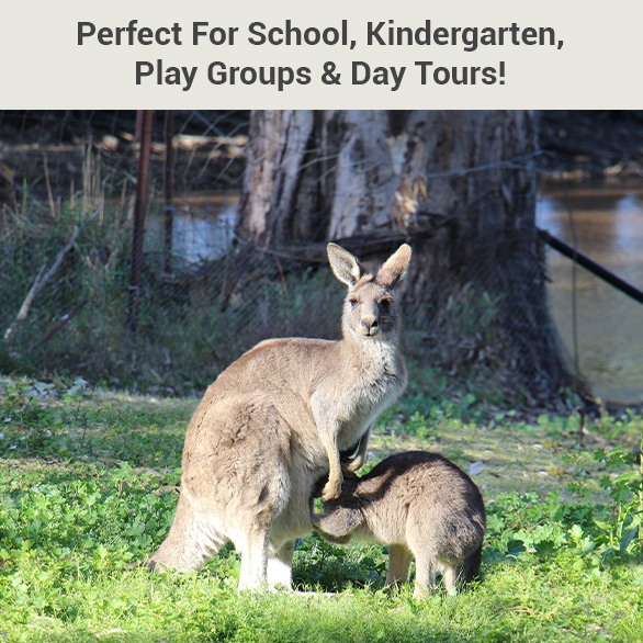 Tinakori Animal Farm - Clunes