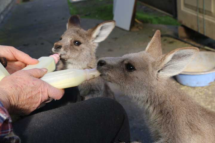 Cuddle Animals - Tinakori Animal Farm Clunes